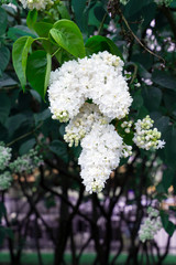 White lilac fowers