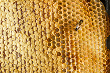 Ambrosia. Honeycombs With Honey And Bee. Close-Up. Macro.