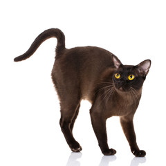 black Burmese cat with yellow eyes standing on white background