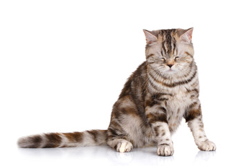 Fototapeta na wymiar cat scottish straight siting on white background