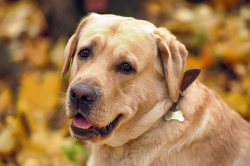 labrador in the autumn park