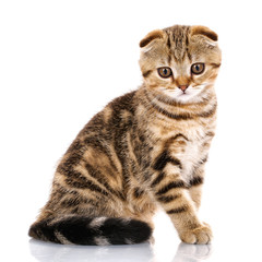 lop-eared scottish cat . isolated