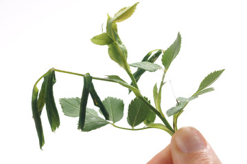 Rose leaf-rolling sawfly /  Blennocampa phyllocolpa © 7monarda