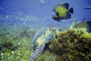 Fototapeta premium Sea Turtle eating and resting in a coral reef at the bottom of the ocean. Underwater photography and scuba diving scene