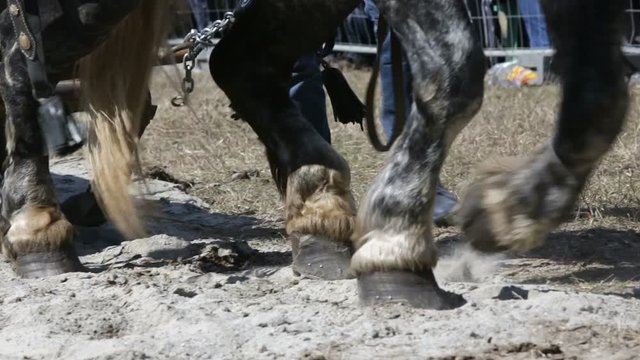 Horse heavy pull tournament