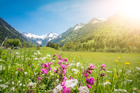 Allgäu - Wiese mit Frühlingsblumen und schneebedeckten Bergen im Hintergrund