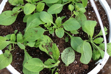 plants