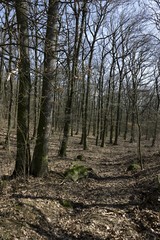 spring landscape with forest and road