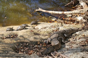 Turtles basking in the sun with their pal the crocodile.