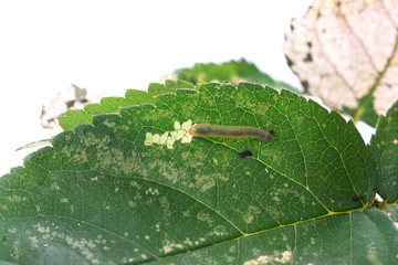 Allantus cinctus - leaf-eating caterpillars - obrazy, fototapety, plakaty