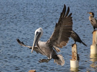 pelican seabird flying