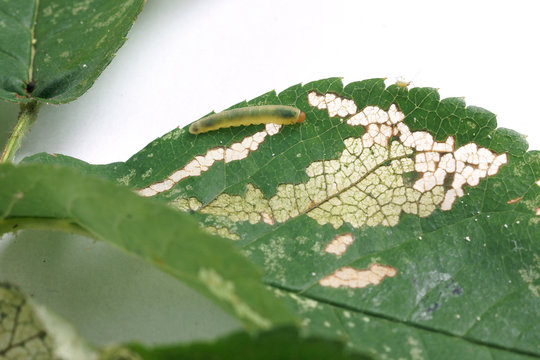 Allantus cinctus - leaf-eating caterpillars