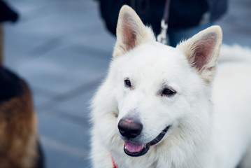 Obraz premium white dog breed eared husky looks up