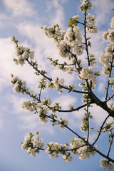 Detail of a flowering branch of cherry.