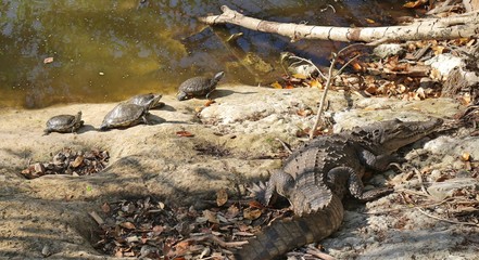 Turtles basking in the sun with their pal the crocodile.