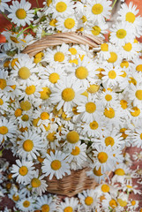 Large bouquet of daisies in a wicker basket