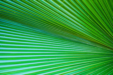 Fototapeta premium Closeup on palm green leaf for background
