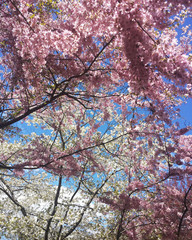 Sakura flowers on a branch against the sky