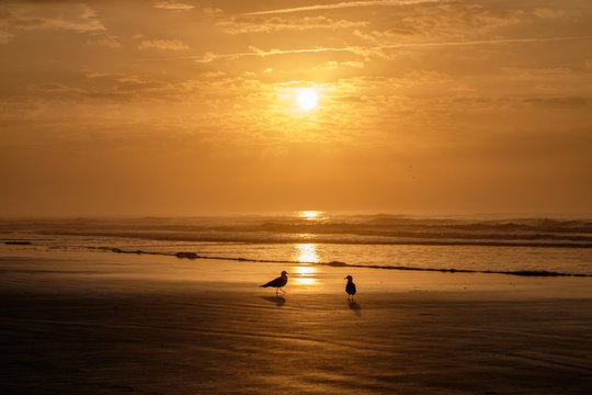Seagull silhouette at sunrise