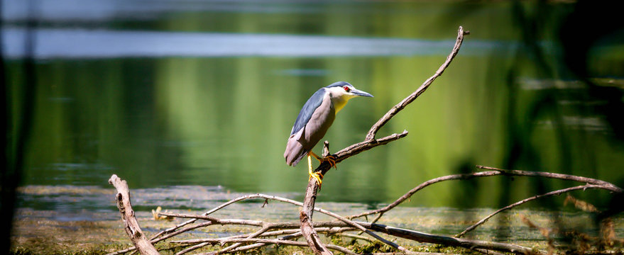 Gak - Nycticorax - nycticorax