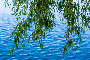 Fototapeta na wymiar Photo of nature around beautiful blue lake