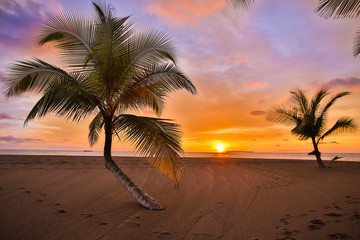 Palm trees on the beach at sunset with vivid skies