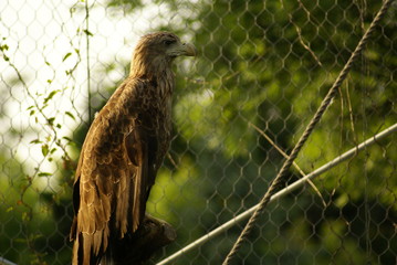 Orzeł © Piotr Ciździel