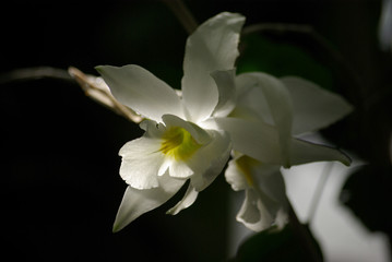 Orchidée blanche à cœur jaune