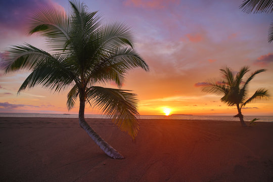 escape to a remote beach with palm trees at sunset