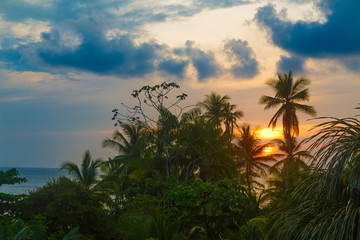 Fototapeta na wymiar Tropical sunset over palm trees and jungle