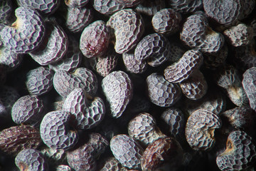 Microscopic dry seeds opium poppy Papaver somniferum. Narcotic, drug opiates and food plant