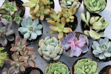 succulent