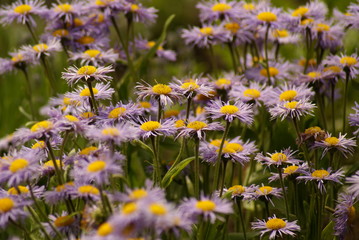 Kwiaty © Piotr Ciździel