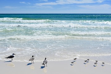 Fototapeta na wymiar Gulf Coast Birds on the Beach