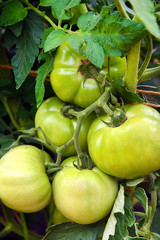 Almost...but not quite ripe. Green tomatoes on vine.