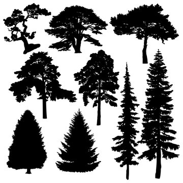 Хвойные деревья векторные силуэты на белом фоне.