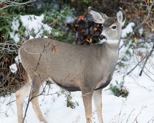 Doe in the snow