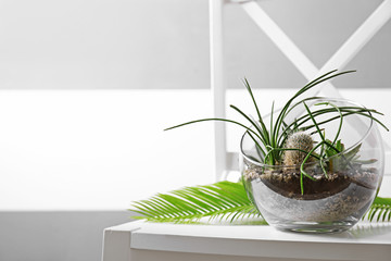 Florarium with succulents and cactus on wooden chair