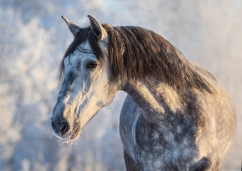 Winter portrait of Andalusian gray horse with long mane at sunset light