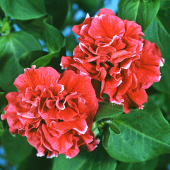 Terry Red Petunia flowers close up
