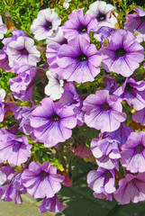 Light purple petunia flowers are blooming