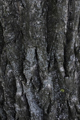 Texture on a tree bark