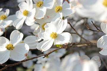 Spring Blossom