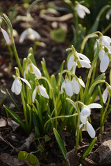 Snowdrops blooming in the spring sunshine
