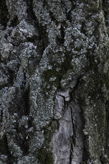Texture on a tree bark