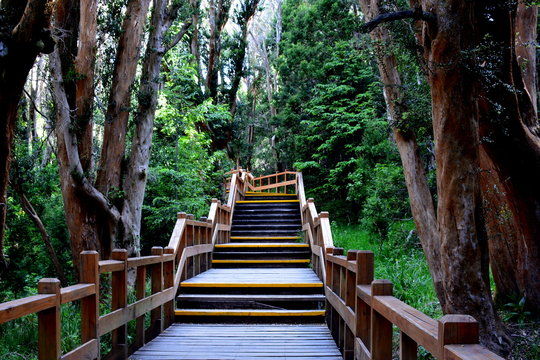 Bosque de los Arrayanes, Bariloche