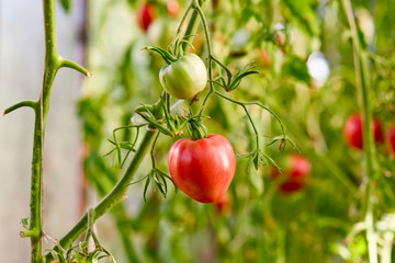 Natural fresh red and green  tomatoes growing  in a greenhouse. Homegrown organic food in a garden.