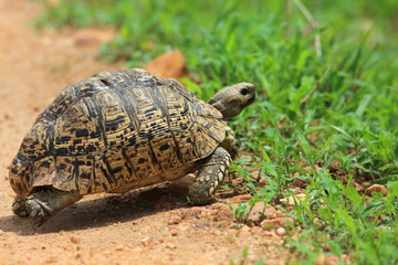 African leopard tortoise (Stigmochelys pardalis) in Zambia