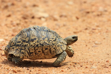 African leopard tortoise (Stigmochelys pardalis) in Zambia