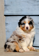 Australian shepherd dog puppy